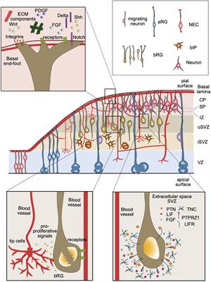 The SVZ stem cell niche–components, functions, and in vitro modelling